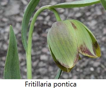 Fritillaria pontica